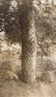 Aboriginal carved trees VIII, photographed by Russell Black (ca.1930s)