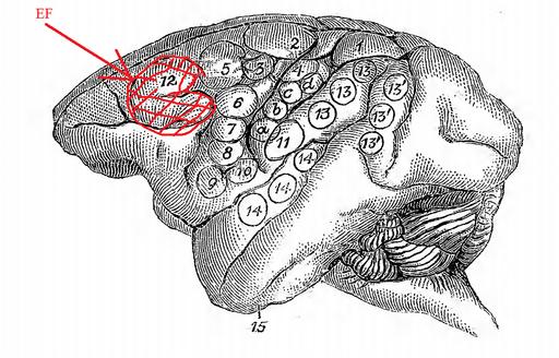 Dr. David Ferrier's Original Eye Field Brain Map in Monkeys, david ferrier, brain map, eye fields, monkeys, neurology, neuroscience, diagram, brain, anatomy, physiology