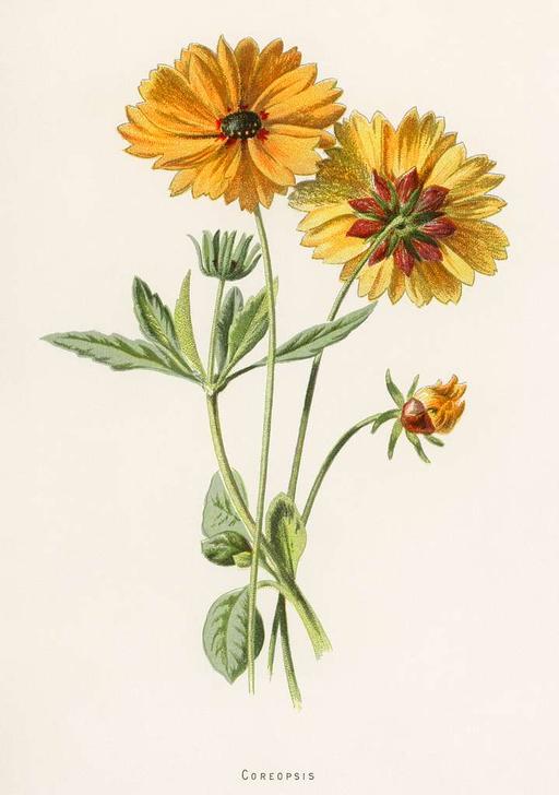 Rawpixel original lithographs by rawpixel-com 00138, botanical illustration, vintage art, coreopsis, flowers, plants, floral, nature, botany, artwork, drawing, painting, yellow flowers, red accents, leaves, stems