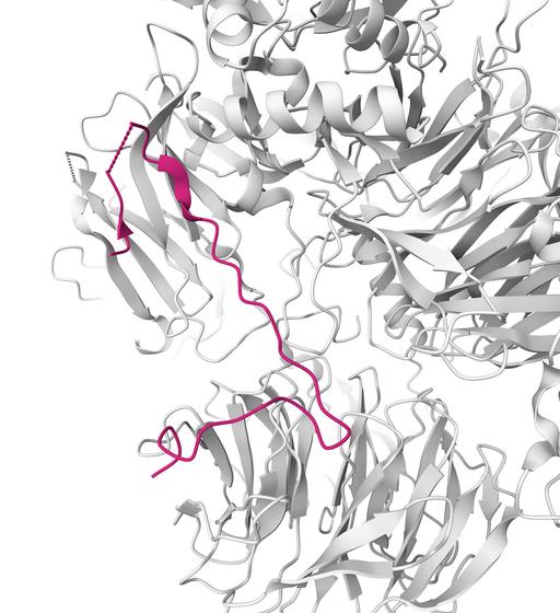 Cryo-EM structure of human CPSF160-WDR33-CPSF30-CPSF100… — PICRYL ...