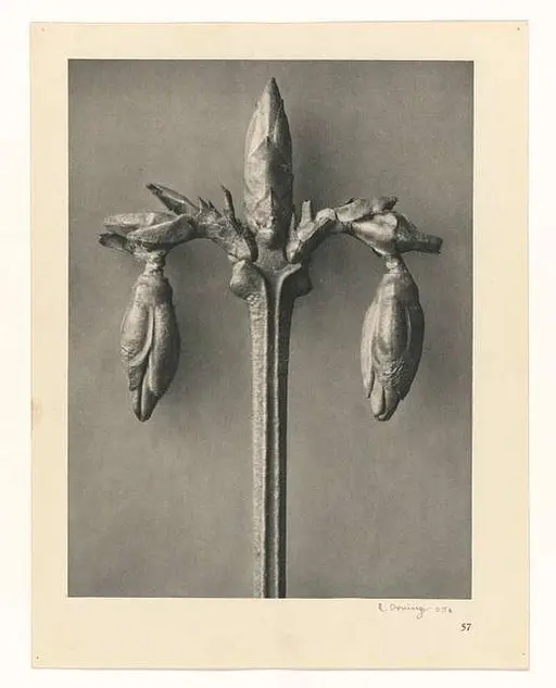 Karl Blossfeldt (1865 - 1932) | PICRYL - Public Domain Media