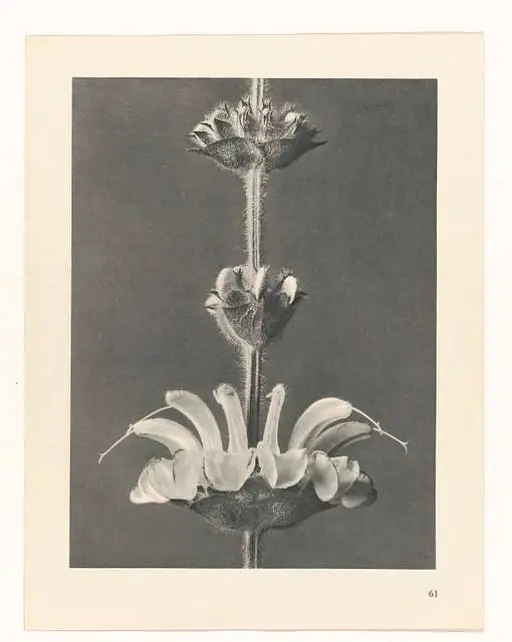 Karl Blossfeldt (1865 - 1932) | PICRYL - Public Domain Media