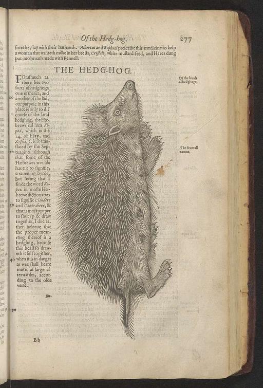The historie of foure-footed beastes : describing the true and liuely ...
