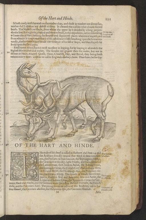 The historie of foure-footed beastes : describing the true and liuely ...