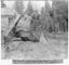 Abschnitt des Original Big Tree, Durchmesser 30 Fuß, Calaveras County