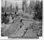 The Original Big Tree, 250 ft vom Baumstumpf entfernt, 335 ft lang, Mammoth Grove, Calaveras County