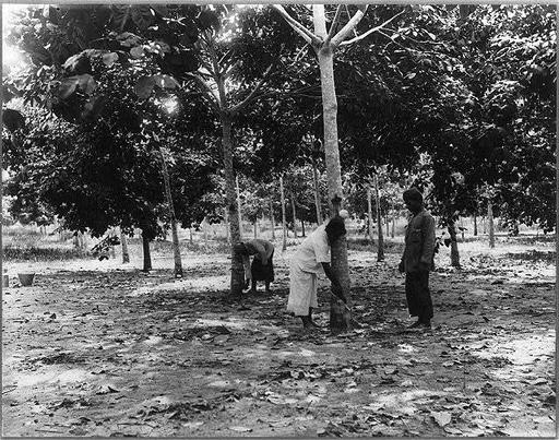 [Rubber plantations, Java?, 1914]: tapping trees on Soengei Sikassim ...