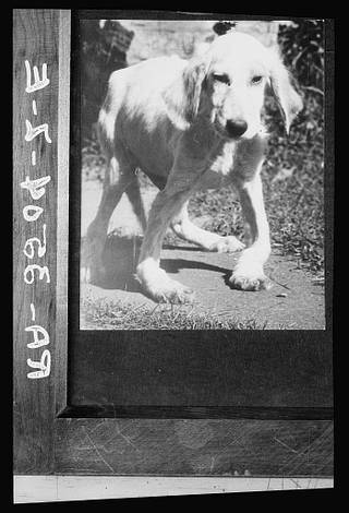 Dog with rickets. . National Agricultural Research Center - PICRYL -  Public Domain Media Search Engine Public Domain Search