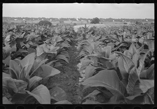 tobacco farm windsor ct And, the harvest begins in Windsor, CT! Many Photos will fit easy Tobacco field, Windsor Locks, Connecticut