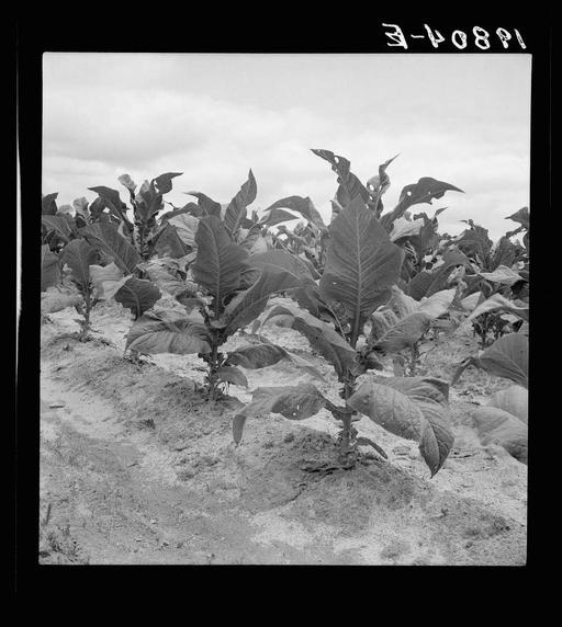 tobacco for worms Worms, Etc chewing tobacco cessation products Days
