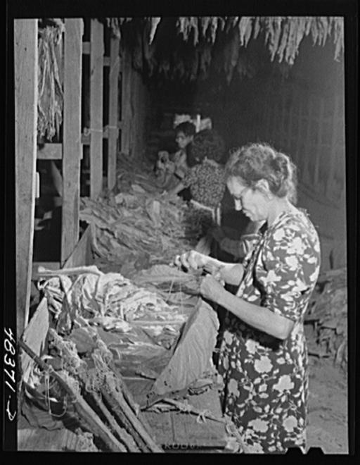 puerto rico tobacco farms Porto [Puerto] -- Raising under Cheese Cloth  PICRYL Barranquitas (vicinity), Puerto Rico. Stringing