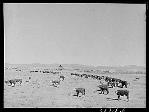 Beaverhead County, Montana. Cattle feeding on ranch in the Big Hole ...