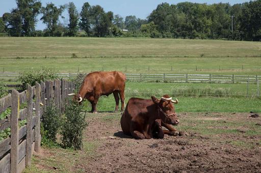 Cattle at The Howell Living History Farm in Lambertville, New Jersey ...