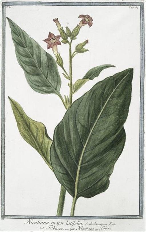 botanical name of tobacco Nicotiana rustica Nicotiana tabacum - Wikipedia