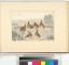 [Partridges in a field.] - Public domain book scan / drawing