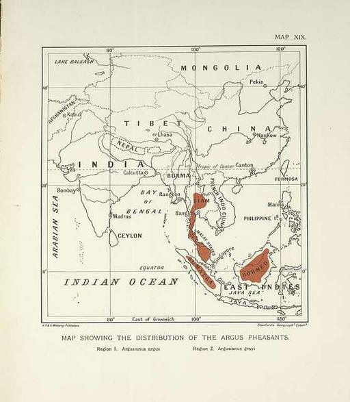 Map showing the distribution of the Argus Pheasants - PICRYL - Public ...