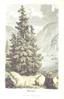 nature from "Die Alpen in Natur- und Lebensbildern Mit 16 Illustrationen ... nach Originalzeichnungen von Emil Rittmeyer"