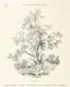 flora from "Die Insel Rhodus, aus eigener Anschauung und nach den vorhandenen Quellen historisch, geographisch, archäologisch, malerisch beschrieben und durch Originalradirungen und Holzschnitte nach eigenen Naturstudien und Zeichnungen illustrirt. F.P"
