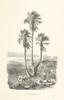 flora from "Die Insel Rhodus, aus eigener Anschauung und nach den vorhandenen Quellen historisch, geographisch, archäologisch, malerisch beschrieben und durch Originalradirungen und Holzschnitte nach eigenen Naturstudien und Zeichnungen illustrirt. F.P"