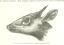 Antilope grimmia from "Im Herzen von Afrika. Reisen und Entdeckungen im centralen Aequatorial-Afrika während der Jahre 1868 bis 1871 ... Deutsche Originalausgabe, etc"