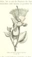 flora from "Im Herzen von Afrika. Reisen und Entdeckungen im centralen Aequatorial-Afrika während der Jahre 1868 bis 1871 ... Deutsche Originalausgabe, etc"