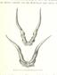 horns_of_central_African_elk from "Im Herzen von Afrika. Reisen und Entdeckungen im centralen Aequatorial-Afrika während der Jahre 1868 bis 1871 ... Deutsche Originalausgabe, etc"
