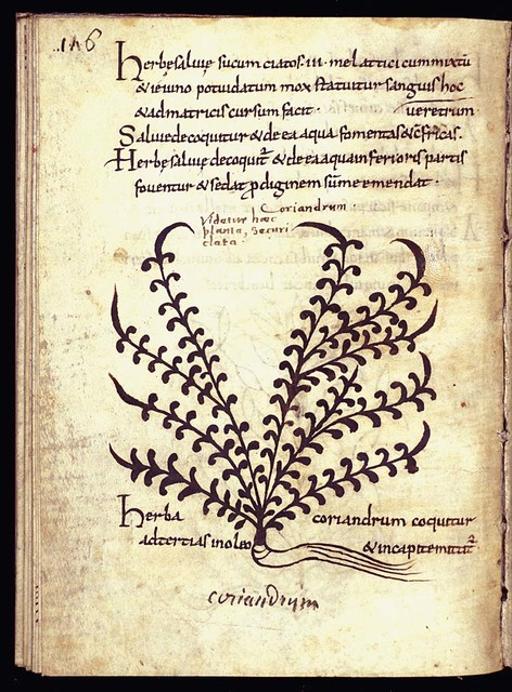 Herba coriandrum (coriander) - Public domain medieval manuscript ...
